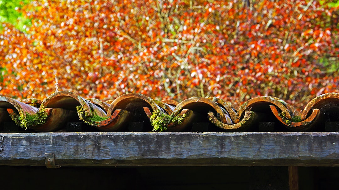 A gutter packed with autumn leaves, ready to clear