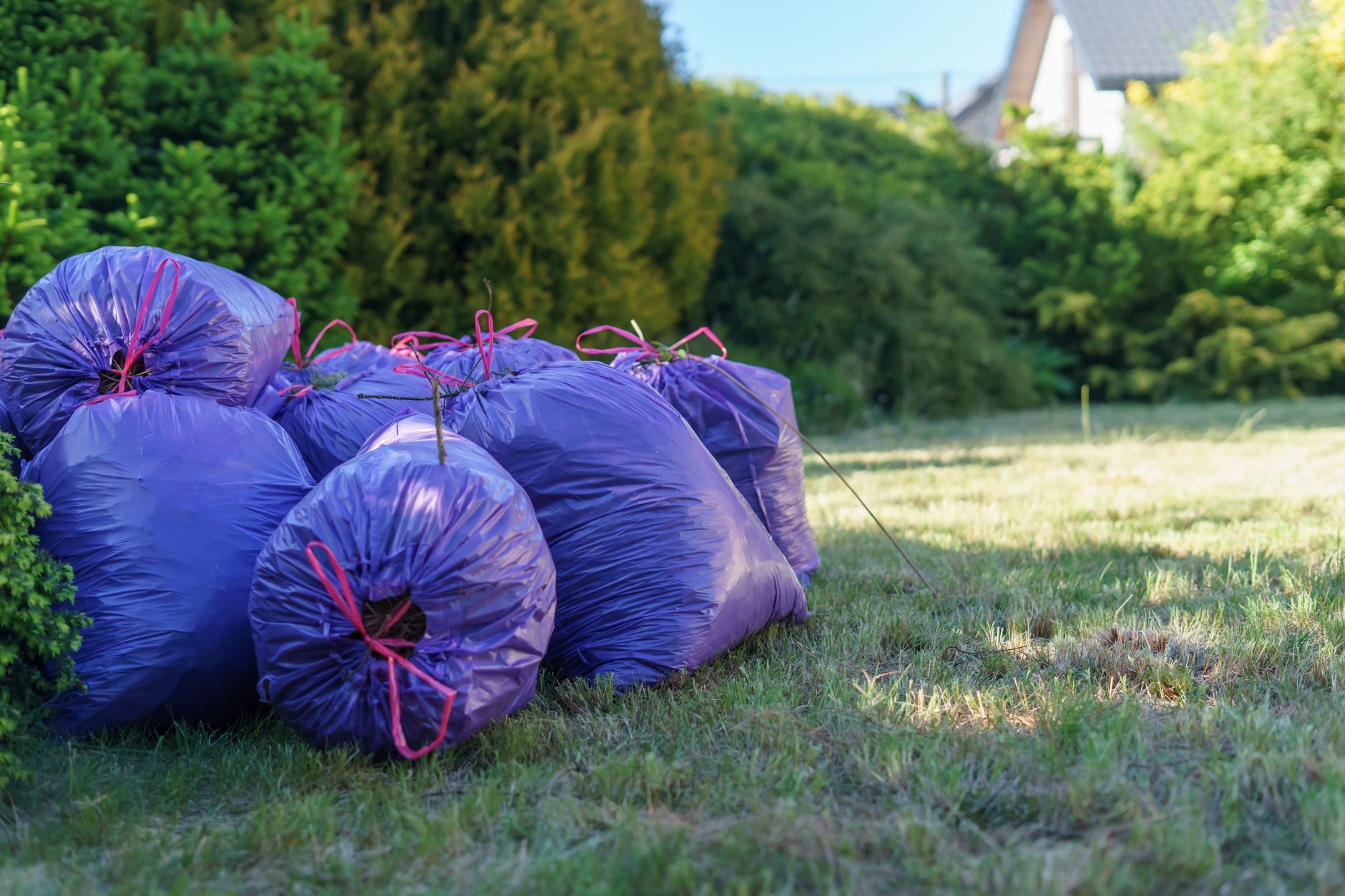 Bagging fallen leaves into yard-waste bags