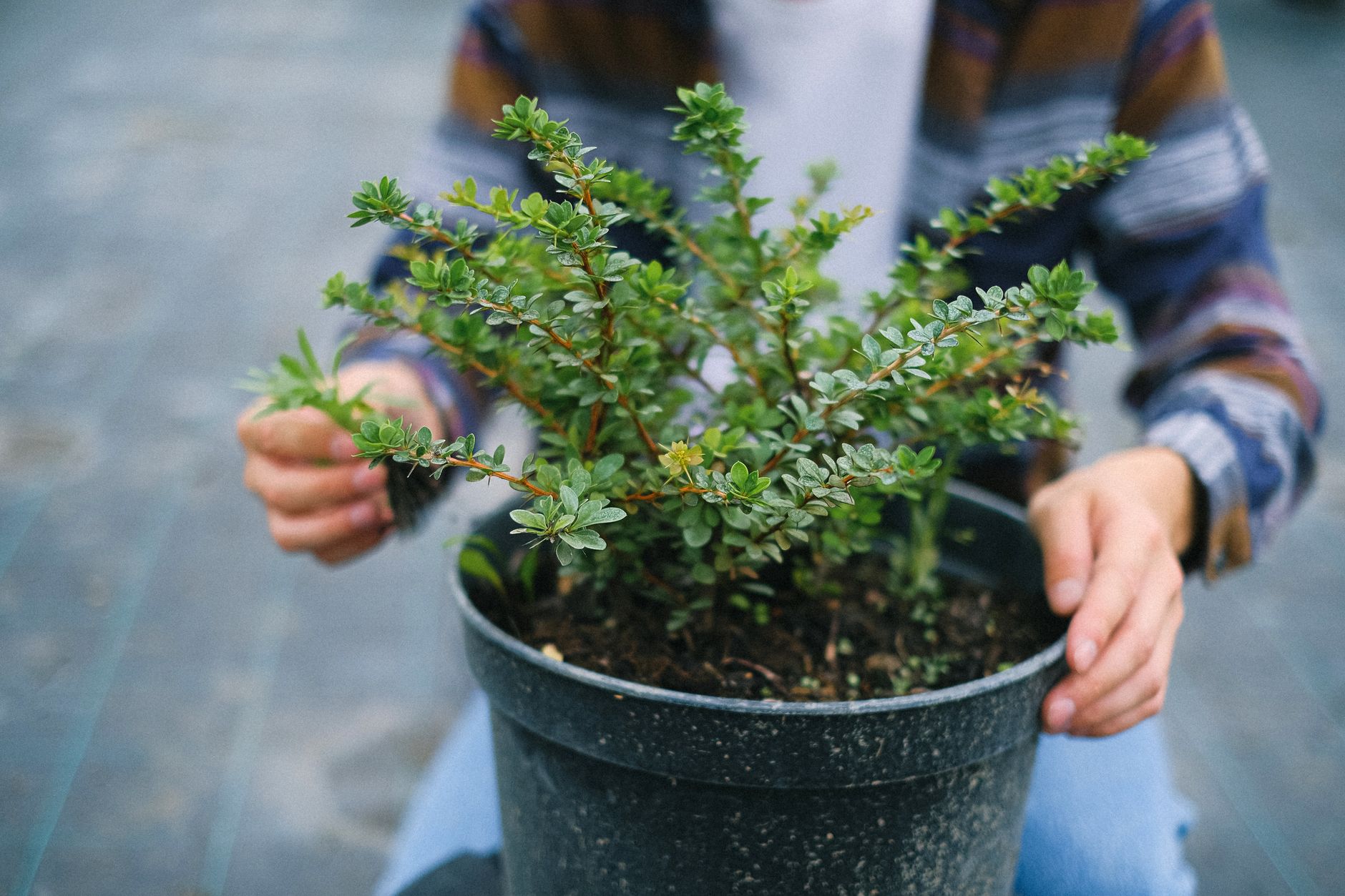 Warm soil and cool air let roots settle in fast.