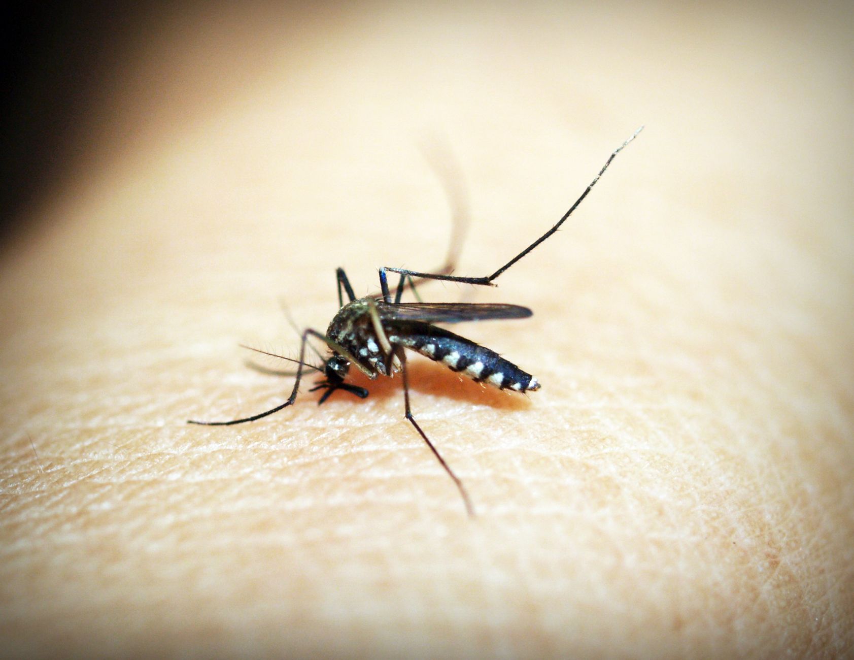Fewer bites start right in your own yard.