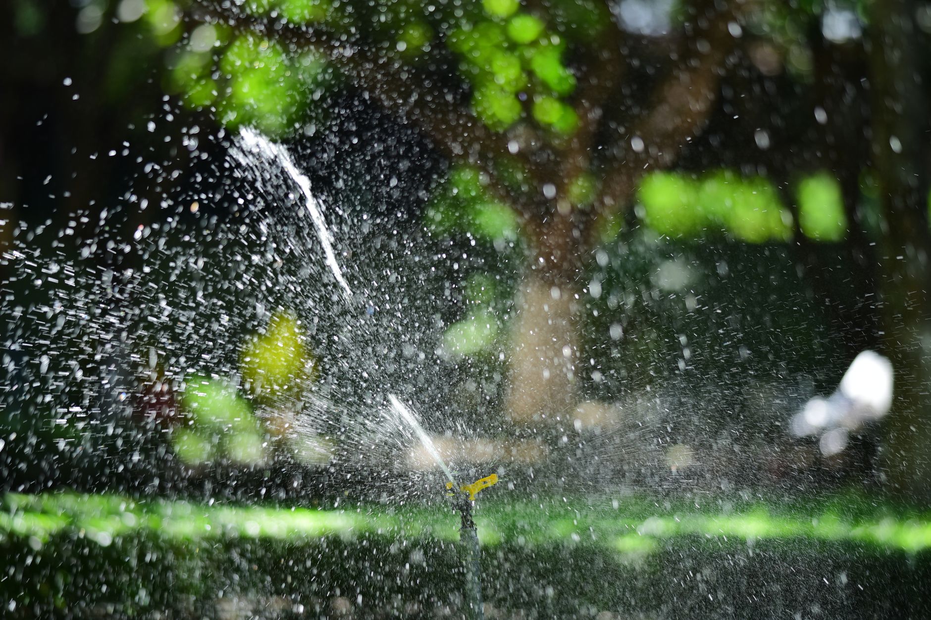 Light daily watering until the new grass is up.