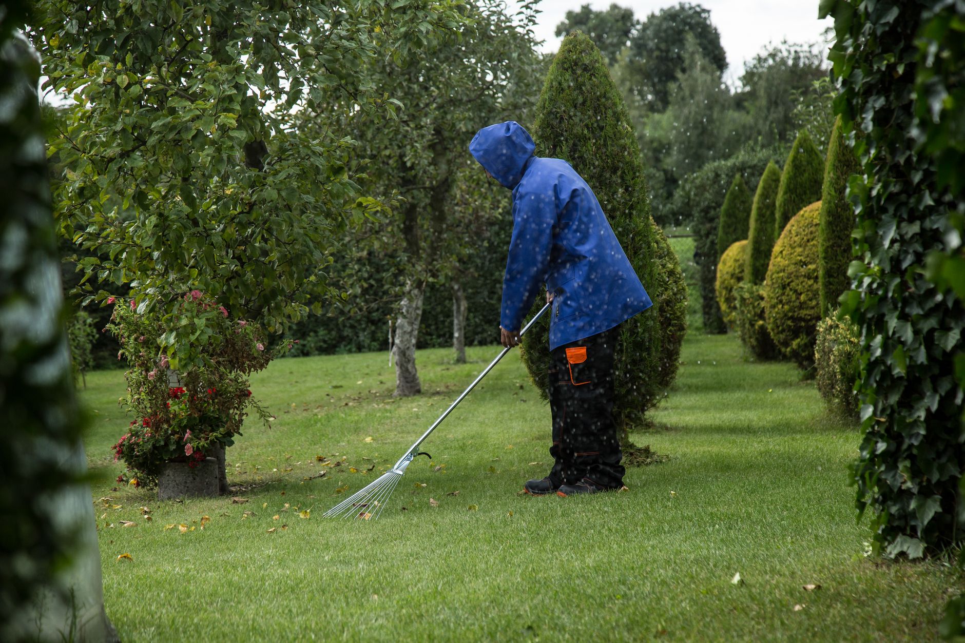 Mow low and rake so seed reaches bare soil.