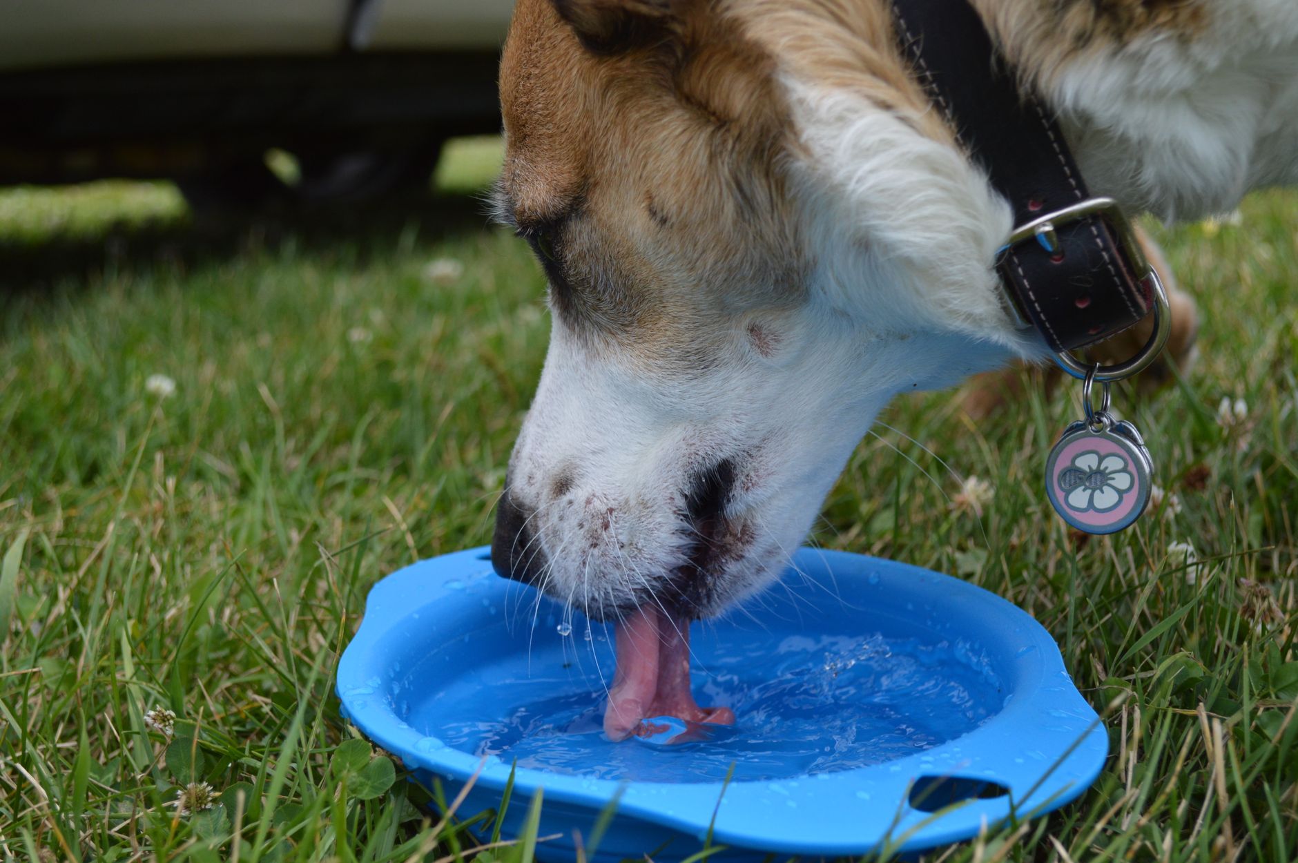 A dog drinking from a water bowl outdoors