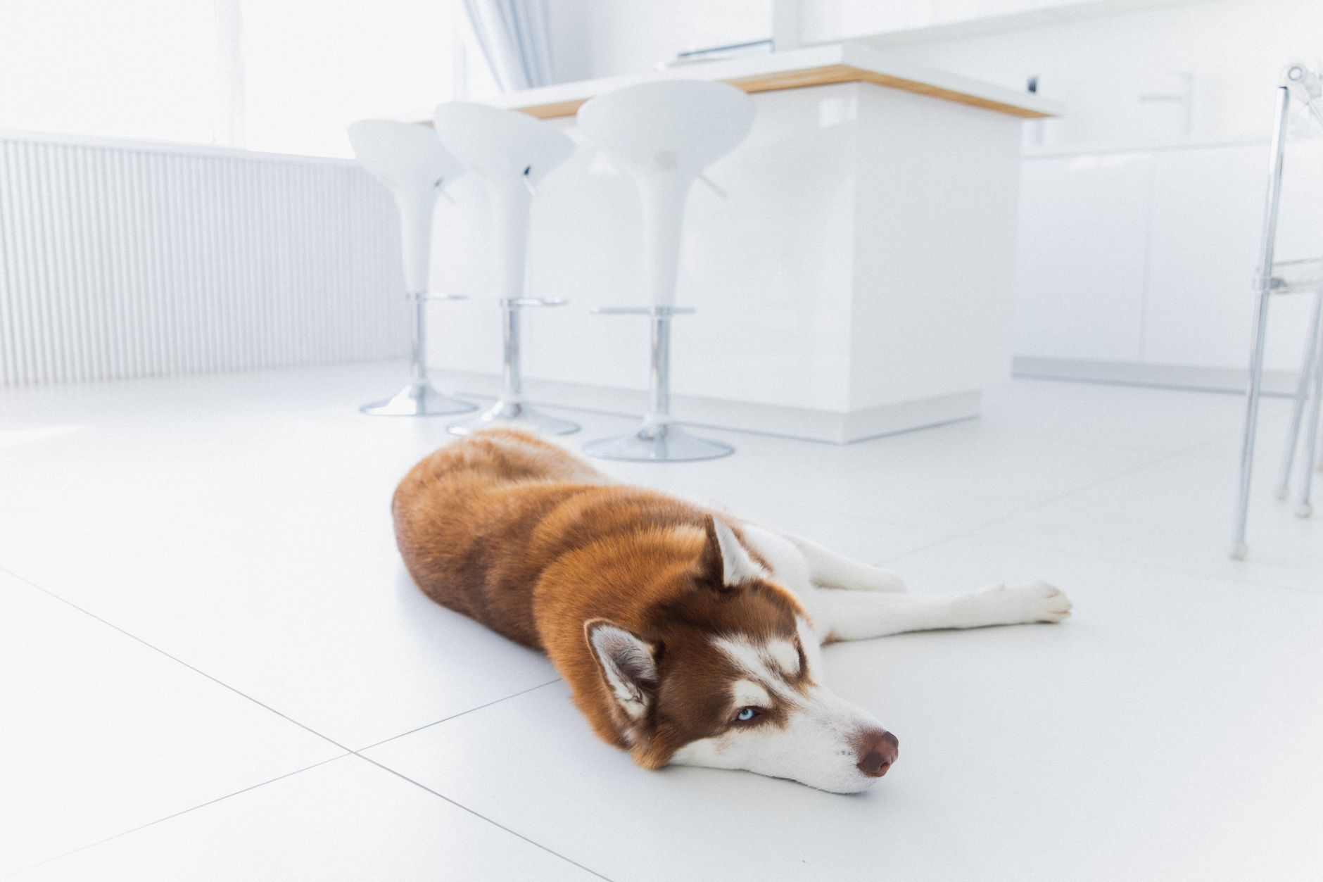 A dog resting indoors in the cool