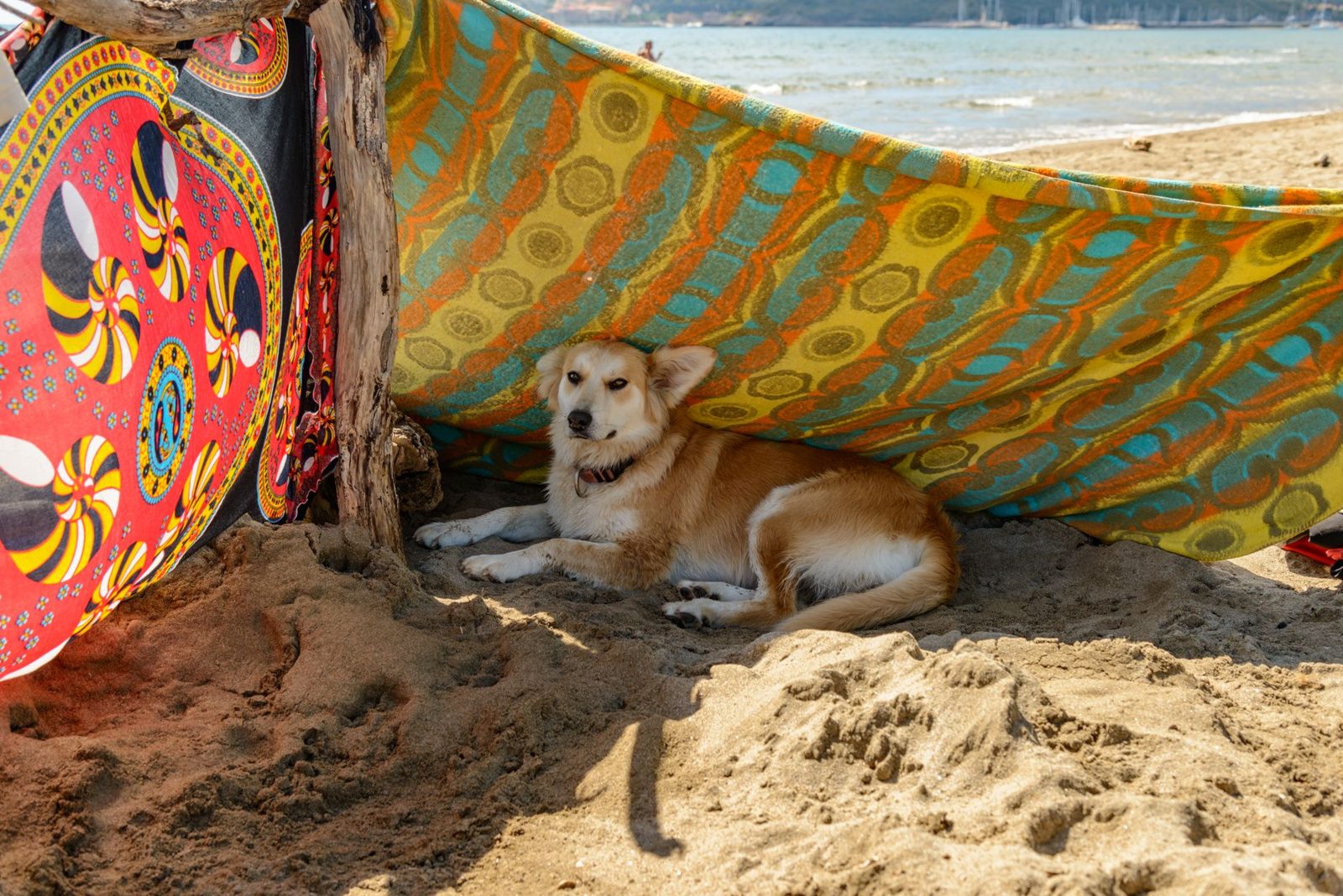 A dog resting in the shade on a hot day