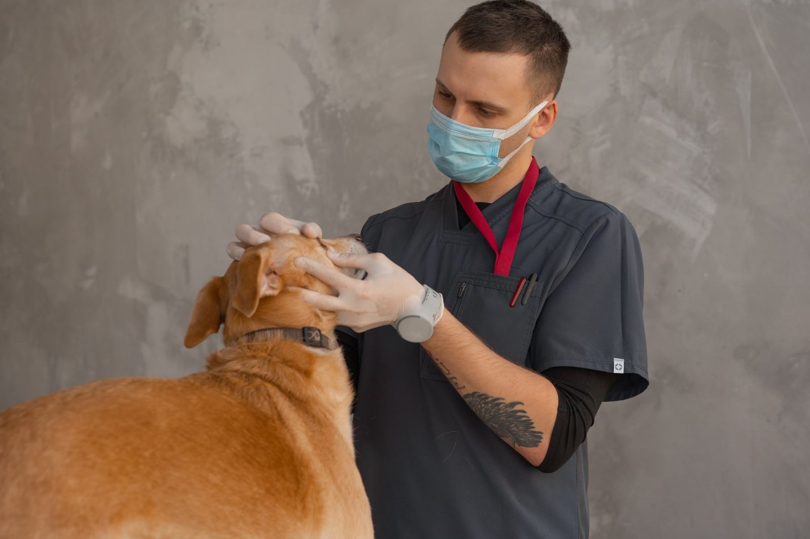 Checking a dog's fur for ticks
