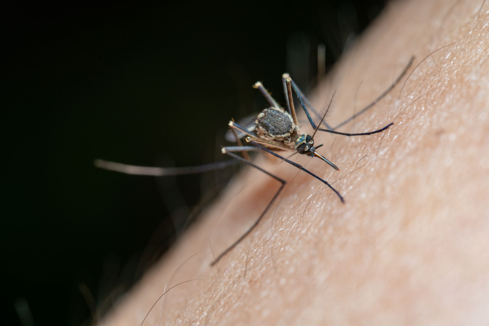 Applying insect repellent before a hike