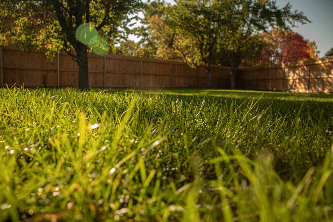 A healthy green lawn heading into winter