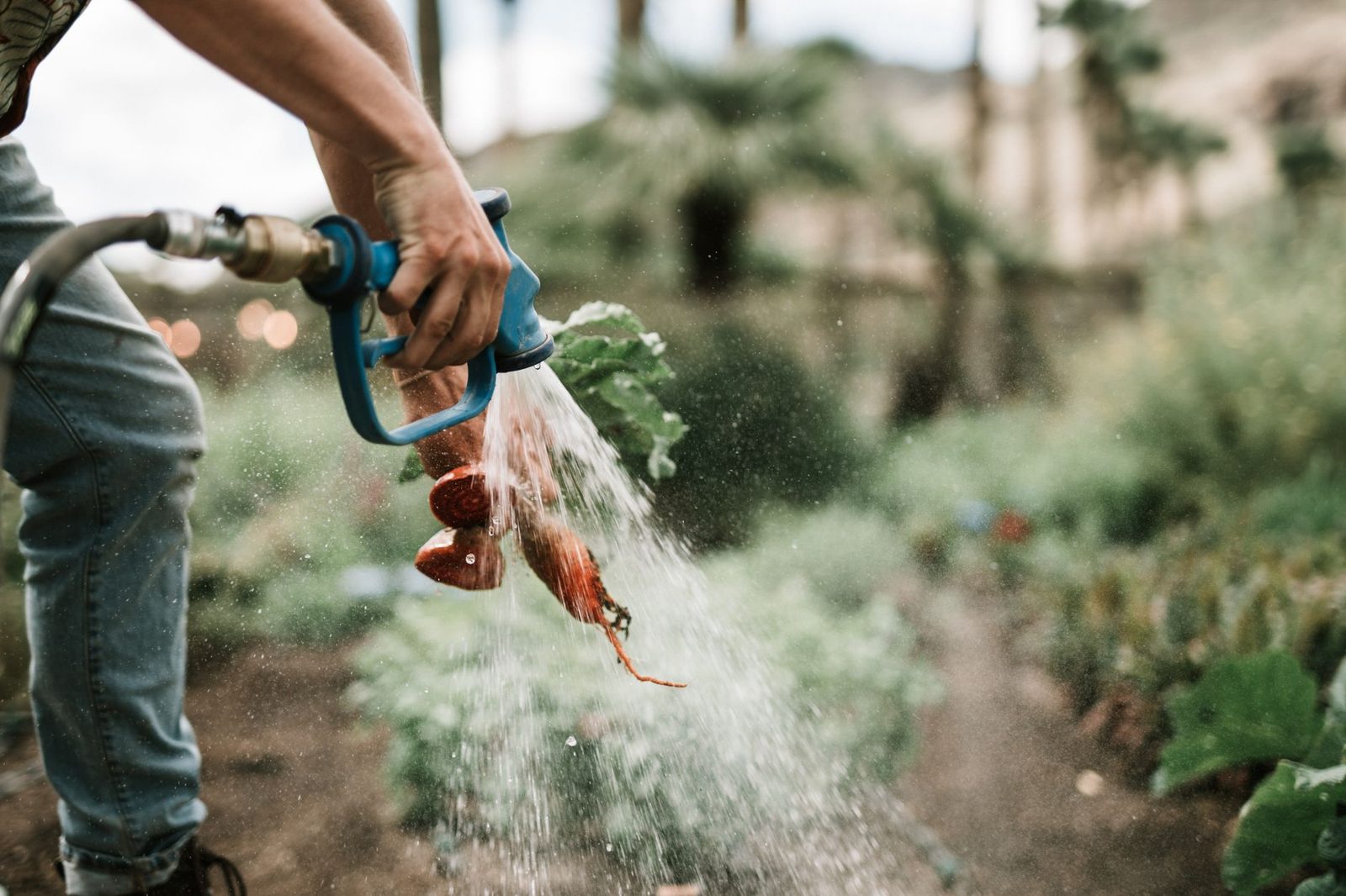 A hand operating an outdoor hose valve